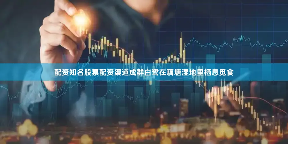 配资知名股票配资渠道成群白鹭在藕塘湿地里栖息觅食